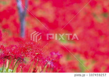 秋の船岡城址公園　満開のヒガンバナ　しばた曼珠沙華まつり　宮城県柴田町 107459257