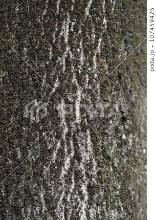 Common ash 107459425