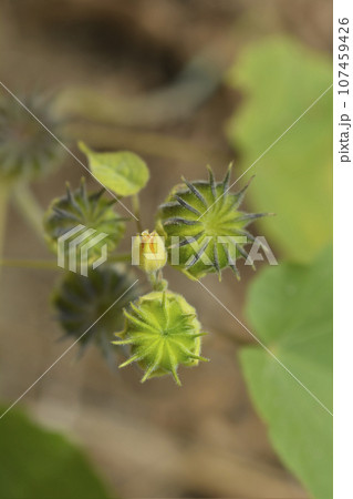 Velvetleaf, Velvetleaf, 107459426