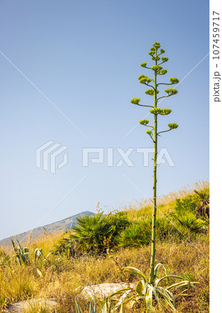 Sicily, a view of the mountainous landscape inland. Sicily, a view of the mountainous landscape inland. 107459717