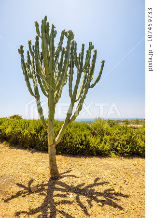 Cactus growing at Sicily, Italy. 107459733