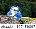 Portrait of a big cat with glasses and a blue hoodie, an animal outdoors 107459897
