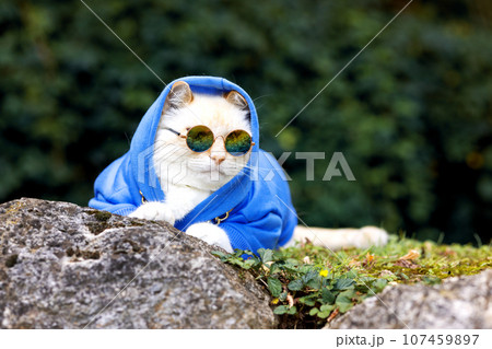 Portrait of a big cat with glasses and a blue hoodie, an animal outdoors Portrait of a big cat with glasses and a blue hoodie, an animal outdoors 107459897