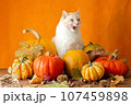 A big cat sits in pumpkins on an orange background and wants to eat them 107459898