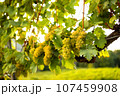 White ripe grapes on the vine in the sun 107459908