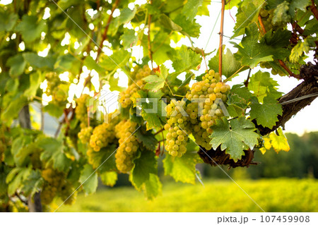 White ripe grapes on the vine in the sun 107459908