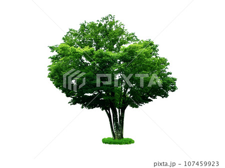 一本の大きなケヤキ_建築パースや立面図で使える樹木の添景 一本の大きなケヤキ_建築パースや立面図で使える樹木の添景 107459923