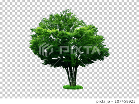 一本の大きなケヤキ_建築パースや立面図で使える樹木の添景 一本の大きなケヤキ_建築パースや立面図で使える樹木の添景 107459923