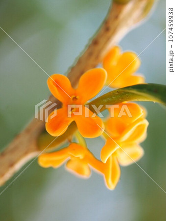 木洩れ日の中のキンモクセイ(朝日をあびた金木犀の花のクローズアップ) 木洩れ日の中のキンモクセイ(朝日をあびた金木犀の花のクローズアップ) 107459938