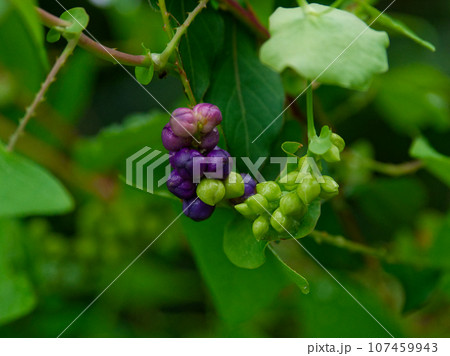 青紫色の果実をつけるタデ科イシミカワ 青紫色の果実をつけるタデ科イシミカワ 107459943