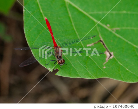 葉に止まるアカネ科最小のヒメアカネ♂ 107460040