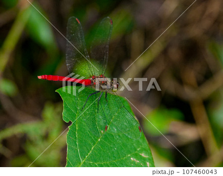 葉に止まるアカネ科最小のヒメアカネ♂ 107460043