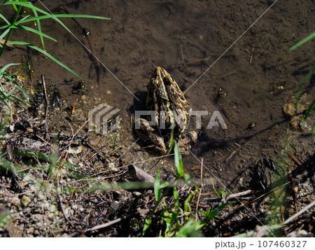 水辺のトノサマガエル 107460327
