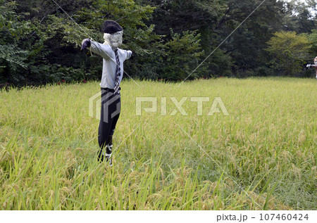 田んぼと案山子 田んぼと案山子 107460424