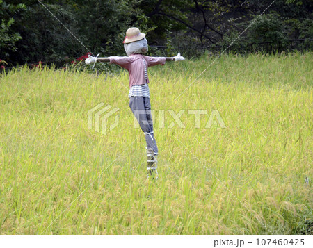 田んぼと案山子 107460425