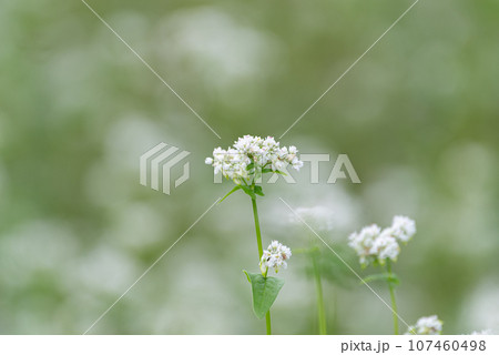 蕎麦の花 蕎麦の花 107460498