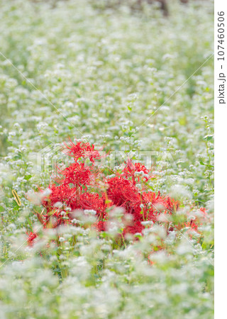 彼岸花と蕎麦の花 彼岸花と蕎麦の花 107460506