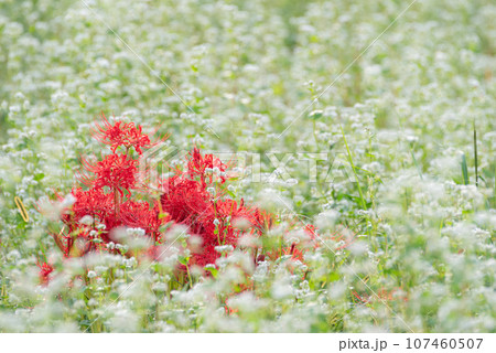 彼岸花と蕎麦の花 彼岸花と蕎麦の花 107460507