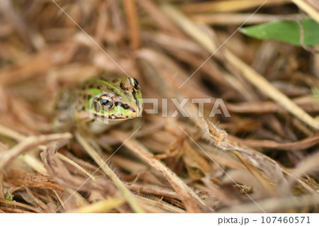 草むらの中のカエル 107460571