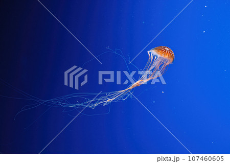 macro photography underwater northern sea nettle or brown jellyfish jellyfish macro photography underwater northern sea nettle or brown jellyfish jellyfish 107460605