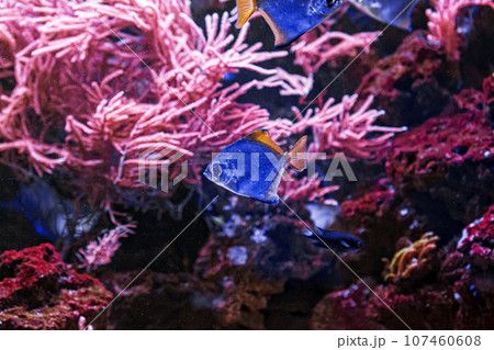 macro photography underwater monodactylus argenteus macro photography underwater monodactylus argenteus 107460608