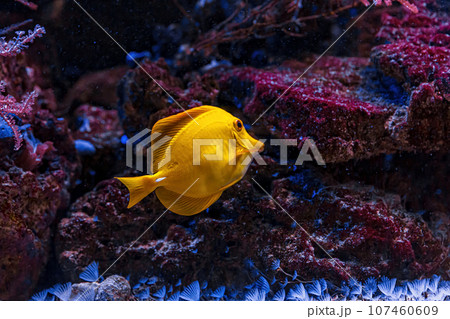 Underwater shot of fish Zebrasoma flavescens Underwater shot of fish Zebrasoma flavescens 107460609