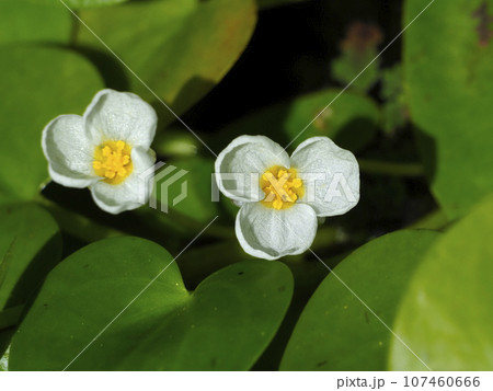 トチカガミの花 107460666
