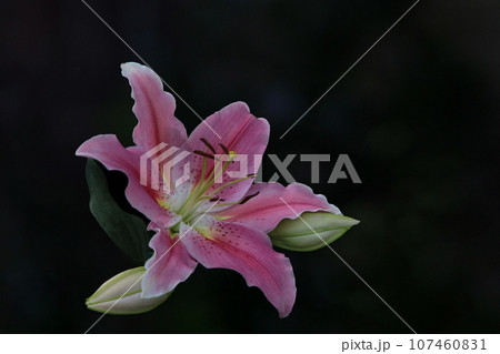 華やかで豪華な大輪のスターゲイザーリリーの花 107460831