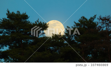 松と月の出 107460869