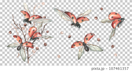 Red ladybugs with black dots flying with apple tree branches. Hand drawn watercolor illustration. Set of isolated objects on a white background. Red ladybugs with black dots flying with apple tree branches. Hand drawn watercolor illustration. Set of isolated objects on a white background. 107461357