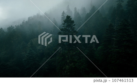 Beautiful foggy pine tree forest landscape in Sichuan,China Beautiful foggy pine tree forest landscape in Sichuan,China 107461513