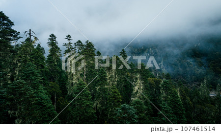 Beautiful foggy pine tree forest landscape in Sichuan,China Beautiful foggy pine tree forest landscape in Sichuan,China 107461514