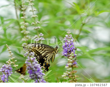 ナミアゲハ ナミアゲハ 107461587