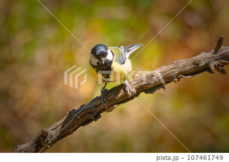 A lone male great tit watches the surroundings from a white stone by a lavender bush on a sunny day. A lone male great tit watches the surroundings from a white stone by a lavender bush on a sunny day. 107461749