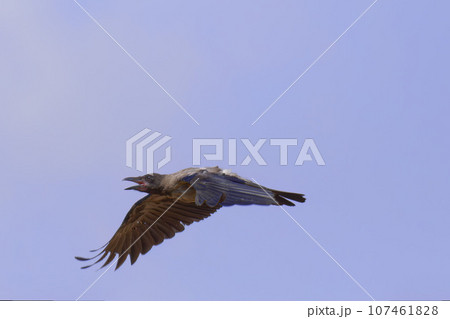 Bird Common Raven Corvus corax, dark style big black scary bird flying, Halloween 107461828