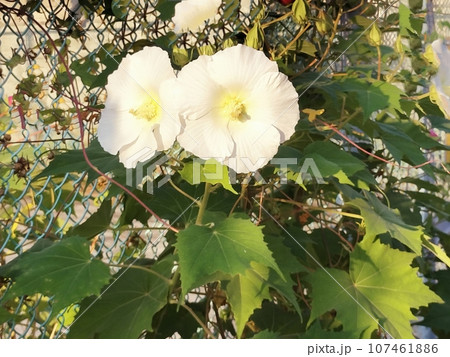 白いに二ホンフヨウの花と緑の葉のある風景 白いに二ホンフヨウの花と緑の葉のある風景 107461886