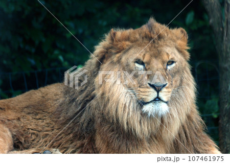 ライオン 107461975