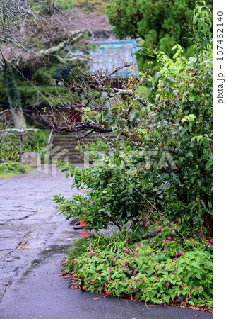 鎌倉10月 光則寺3 鎌倉10月 光則寺3 107462140