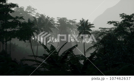 scene looking straight into a dense tropical rain forest 107462637
