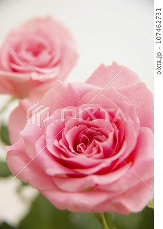 薔薇の花 107462731
