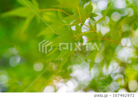 【植物素材】青もみじと玉ボケ【長野県】 107462972