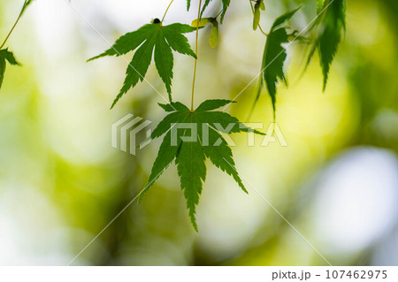 【植物素材】青もみじと玉ボケ【長野県】 107462975