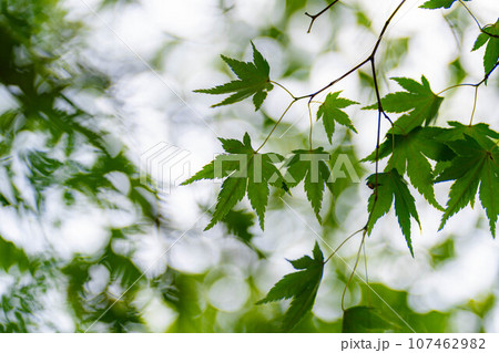 【植物素材】青もみじと玉ボケ【長野県】 【植物素材】青もみじと玉ボケ【長野県】 107462982