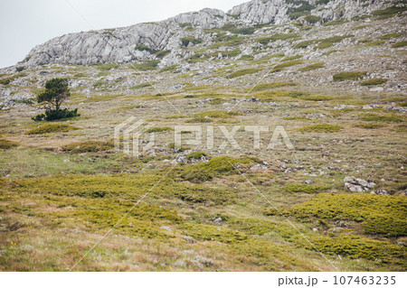 mountainous terrain rocks one green tree dry grass nature mountainous terrain rocks one green tree dry grass nature 107463235