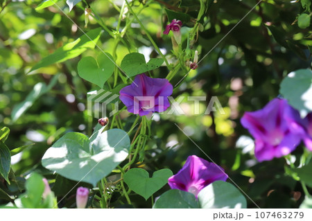 秋の野原に咲くピンク色のヒルガオの花 107463279