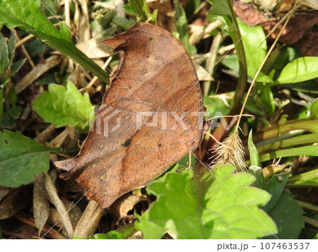タテハチョウ科の大型の蝶「クロコノマチョウ」 107463537