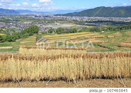 姨捨の棚田 秋景 姨捨の棚田 秋景 107463845