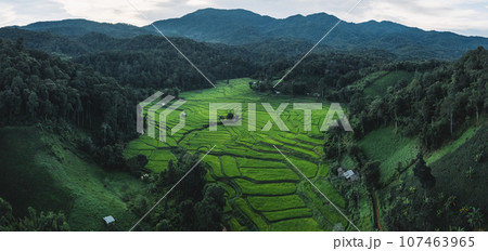 rice fields at dusk in the countryside rice fields at dusk in the countryside 107463965