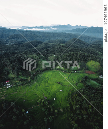 rice fields at dusk in the countryside 107463968