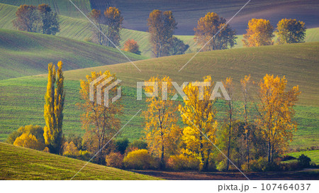 Autumn sunny rural landscape with a row of colored trees. 107464037